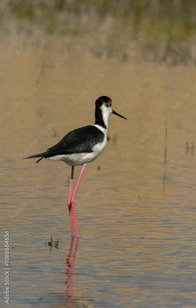 Echasse blanche, Himantopus himantopus, Black winged Stilt Echasse blanche, Himantopus himantopus, Black winged Stilt