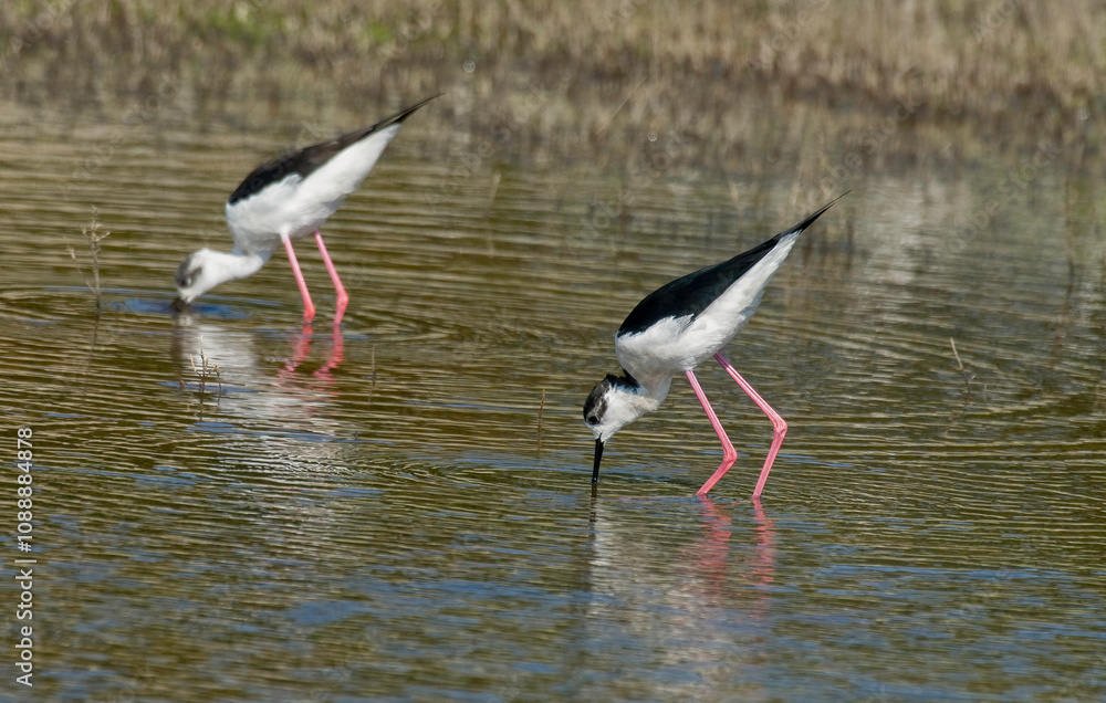 Echasse blanche, Himantopus himantopus, Black winged Stilt Echasse blanche, Himantopus himantopus, Black winged Stilt
