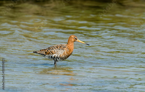 Barge rousse,.Limosa lapponica, Bar tailed Godwit