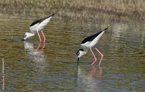 Echasse blanche, Himantopus himantopus, Black winged Stilt