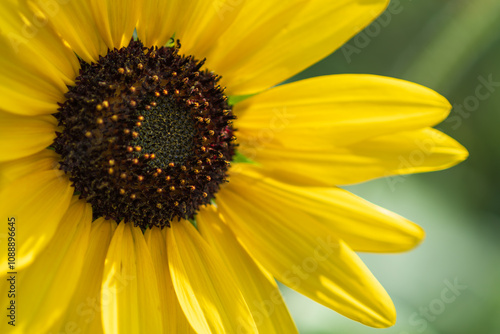 Vibrant Sunflower Close-Up Under Sunlight