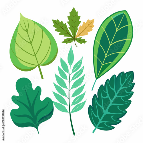 Different type of atlantic leaves vector illustration on white background