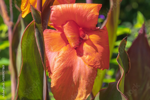 Tableau sur toile Beautiful orange flowers of Canna indica