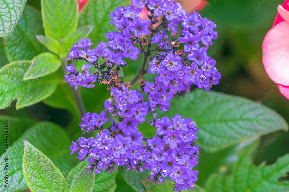 Beautiful purple flowers of Heliotropium arborescens. the garden heliotrope. cherry pie, common heliotrope. Beautiful purple flowers of Heliotropium arborescens. the garden heliotrope. cherry pie, common heliotrope.