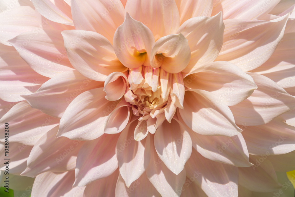 Obraz premium Beautiful light, delicate flowers of Dahlia cultorum in the garden