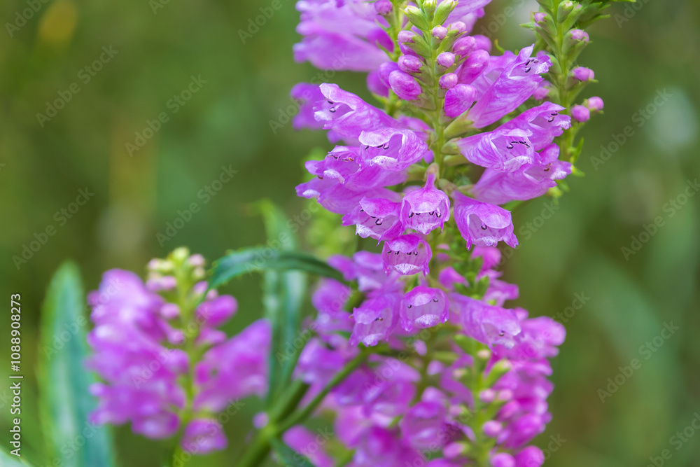 Beautiful purple flowers of Physostegia virginiana. the obedient plant, obedience, false dragonhead. Beautiful purple flowers of Physostegia virginiana. the obedient plant, obedience, false dragonhead.