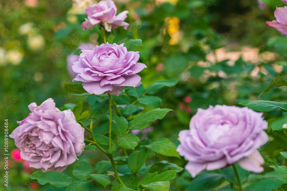 Beautiful purple Damask rose in the garden. Fragrant flowers. Beautiful purple Damask rose in the garden. Fragrant flowers.