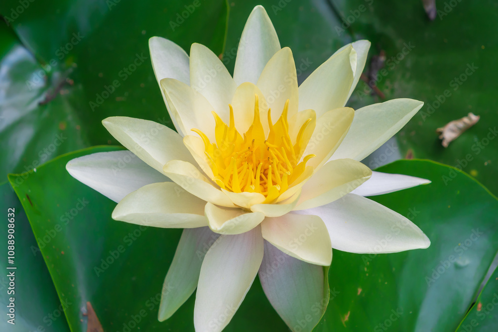 Beautiful white flower Nymphaea alba. the white waterlily, European white water lily, white nenuphar. aquatic flowering plant. Beautiful white flower Nymphaea alba. the white waterlily, European white water lily, white nenuphar. aquatic flowering plant.