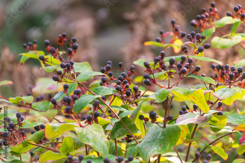 Vászonkép Black berries of Hypericum androsaemum