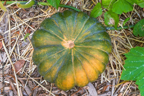 Cucurbita moschata in a garden bed. squash or pumpkin. photo