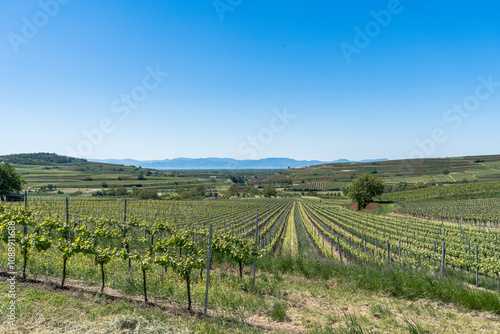 Sommerliche Weinberge auf dem Badischen Weinradweg