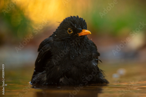 Common blackbird bathing in southern Spain's golden light photo