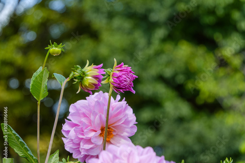 Blooming Pink Dahlia with Buds