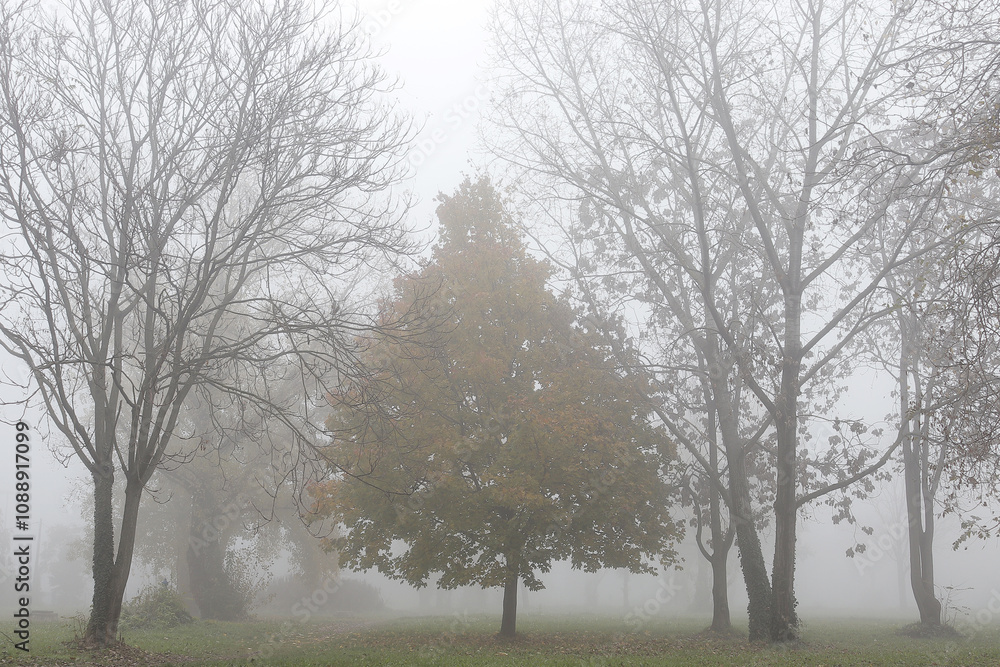 Fototapeta premium Foggy tree