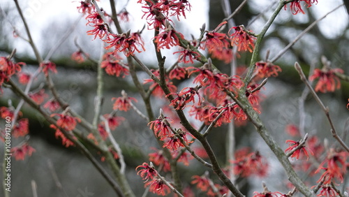 Red Hamamelis mollis photo