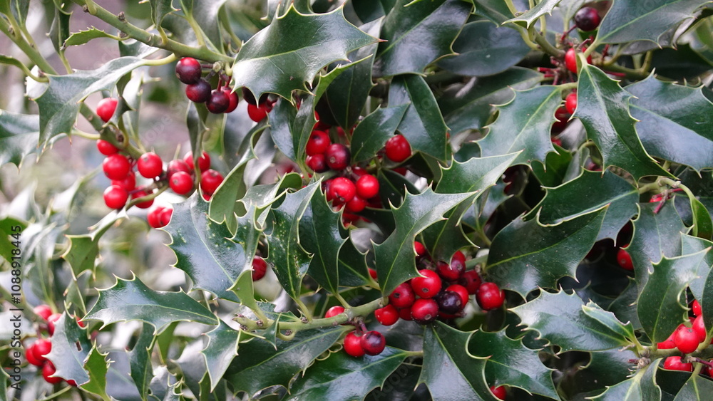 Obraz premium HOLLY Ilex aquifolium