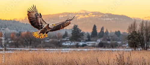 A majestic eagle soaring over a snowy landscape at sunrise. photo