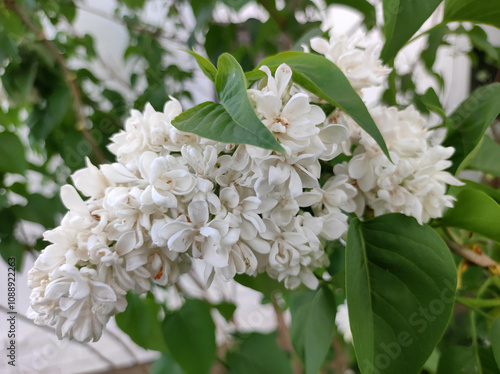 white lilac in bloom close up