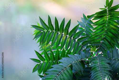 A close-up of the leaves of the Ailanthus altissima tree against a bright blurred background photo