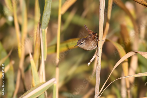 Eurasian wren (Troglodytes troglodytes) photographed close-up in its natural habitat against a blurred background in soft morning light