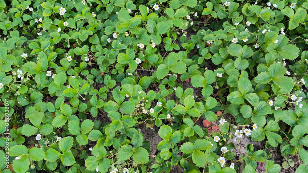 blooming strawberries in garden in the spring blooming strawberries in garden in the spring