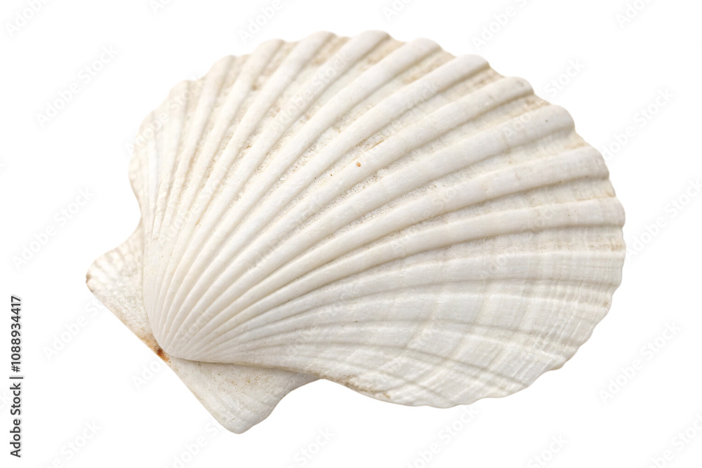 A white scallop shell with delicate ridges and a smooth texture, capturing the intricate beauty of marine life, set against a transparent background A white scallop shell with delicate ridges and a smooth texture, capturing the intricate beauty of marine life, set against a transparent background