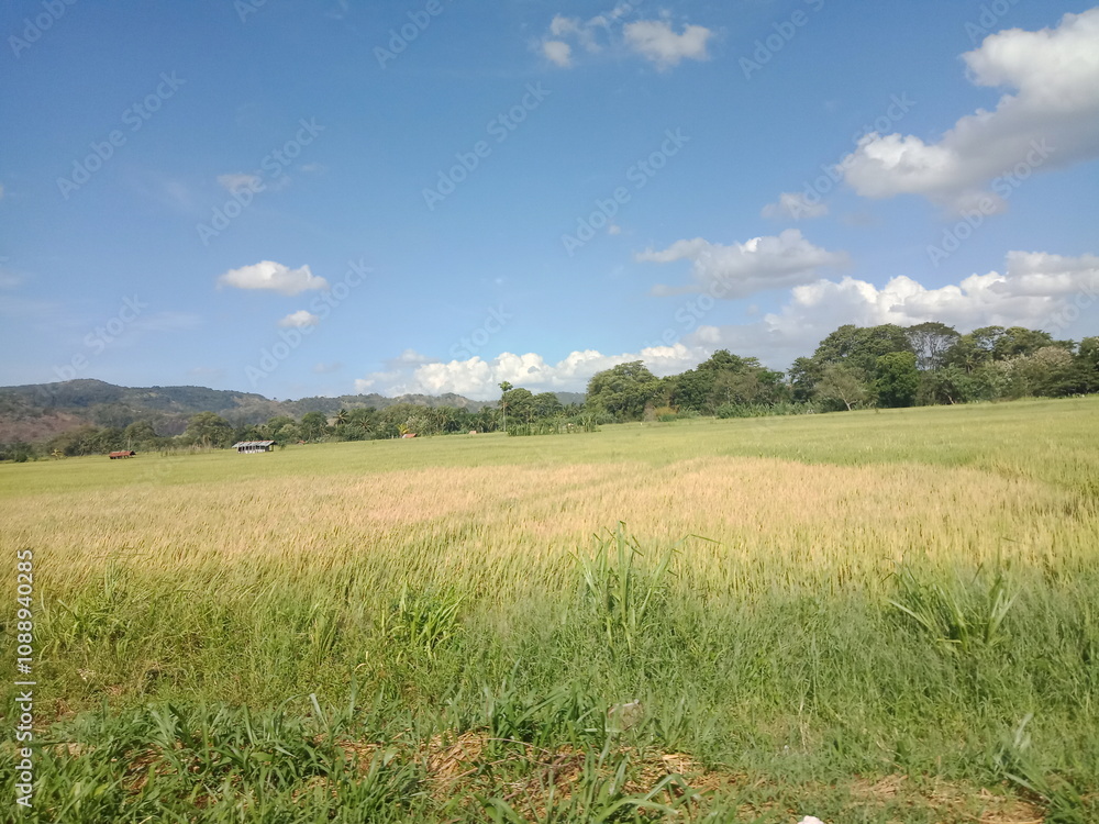 Paddy field Beauty. Green agriculture fields at the Dutch countryside around Tile. Rice fields nature photo. Majestic Landscapes of Sri Lanka. Breathtaking Beauty Capturing the Serene Essence Nature Paddy field Beauty. Green agriculture fields at the Dutch countryside around Tile. Rice fields nature photo. Majestic Landscapes of Sri Lanka. Breathtaking Beauty Capturing the Serene Essence Nature