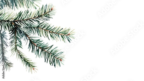 watercolor drawing of a evergreen fir tree Christmas branch isolated on white transparent png background