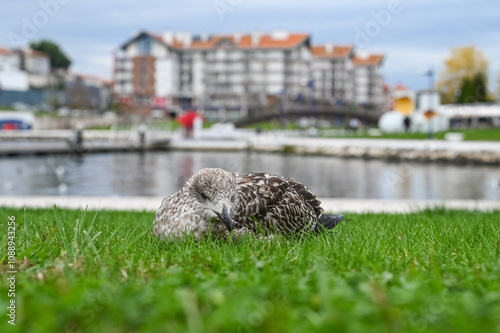 Paisagem serena vista do Cais da Fonte Nova, Aveiro, com seus canais tranquilos, barcos coloridos e arquitetura típica, refletindo a beleza única e o charme pitoresco da cidade portuguesa photo