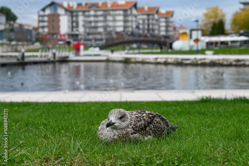 Paisagem serena vista do Cais da Fonte Nova, Aveiro, com seus canais tranquilos, barcos coloridos e arquitetura típica, refletindo a beleza única e o charme pitoresco da cidade portuguesa