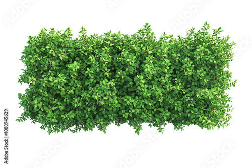 Top view of a hedge row isolated or on white background 3d render png. Architecture plan