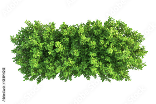 Top view of a hedge row isolated or on white background 3d render png. Architecture plan
