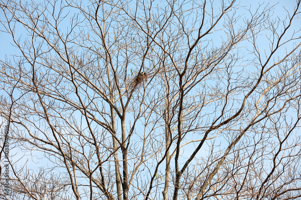 A Bare Tree with Twisted Branches Against a Clear Blue Sky Showcasing a Bird's Nest Nestled Among Sticks and Twigs, Symbolizing Nature's Resilience and Seasons Changing A Bare Tree with Twisted Branches Against a Clear Blue Sky Showcasing a Bird's Nest Nestled Among Sticks and Twigs, Symbolizing Nature's Resilience and Seasons Changing