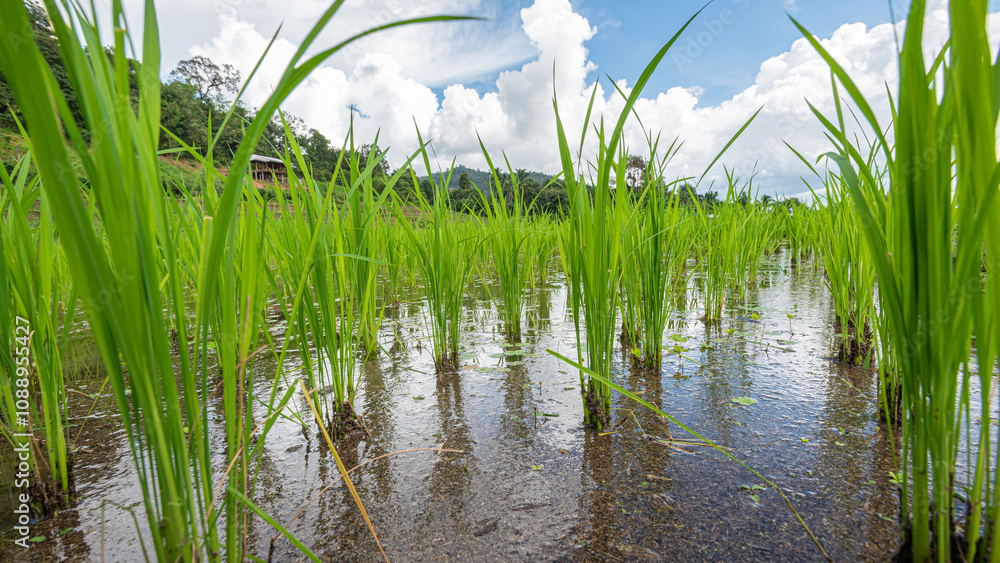 Obraz premium Young rice plants