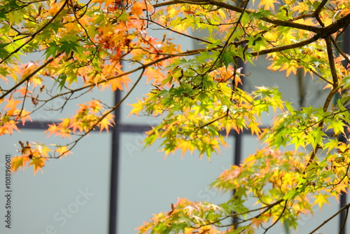 Scenery during autumn with colorful leaves, red, orange, yellow and blue sky as a nature background or wallpaper. text space