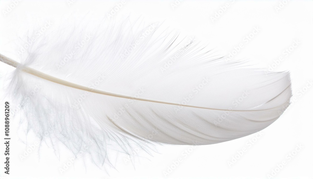 Obraz premium White feather on transparent background