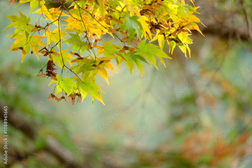 Obraz premium Scenery during autumn with colorful leaves, red, orange, yellow and blue sky as a nature background or wallpaper. text space