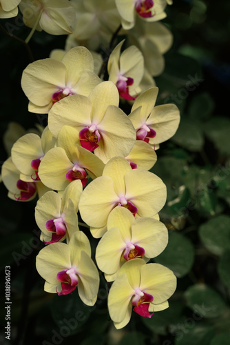 Yellow Pink Phalaenopsis orchids or moth orchids blooming in ornamental garden
