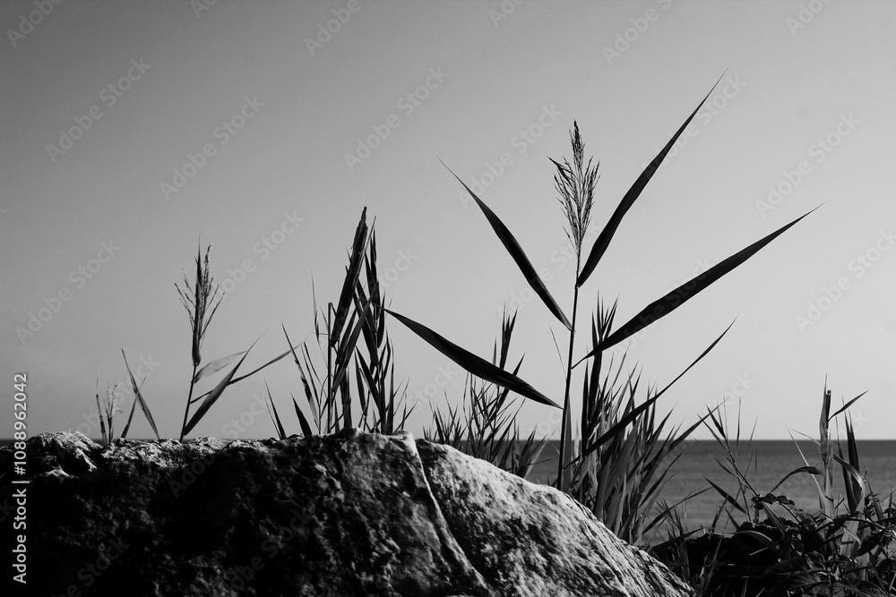 Obraz premium Wild grasses growing along the shore in black and white.