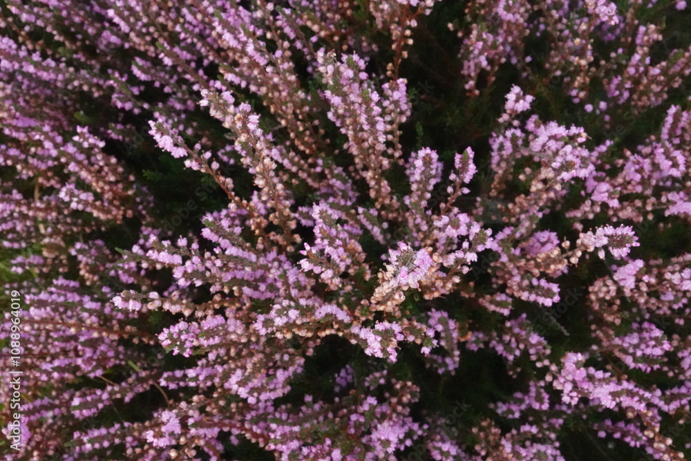 Dutch Heathland Dutch Heathland