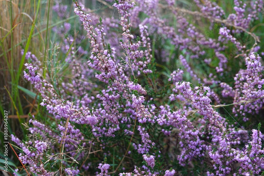 Fototapeta premium Dutch Heathland