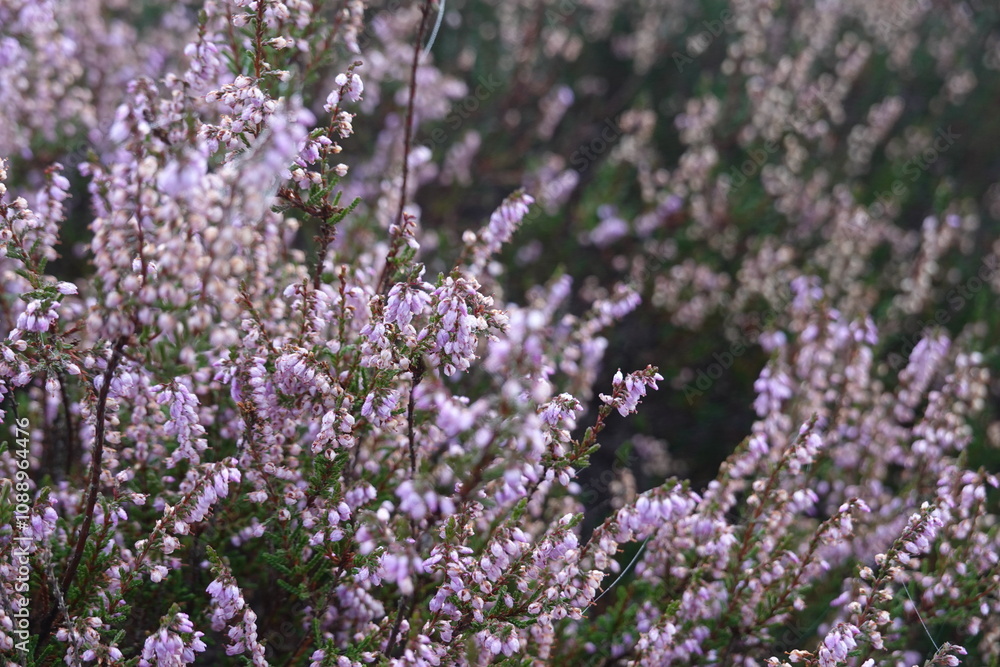 Fototapeta premium Dutch Heathland