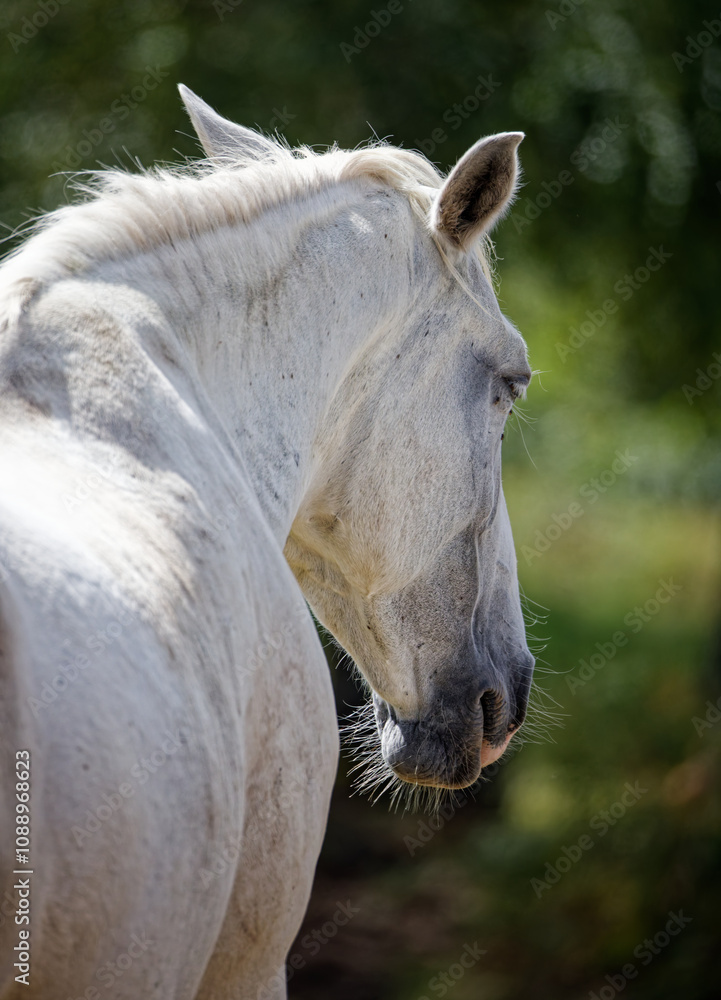 Naklejka premium Cheval blanc