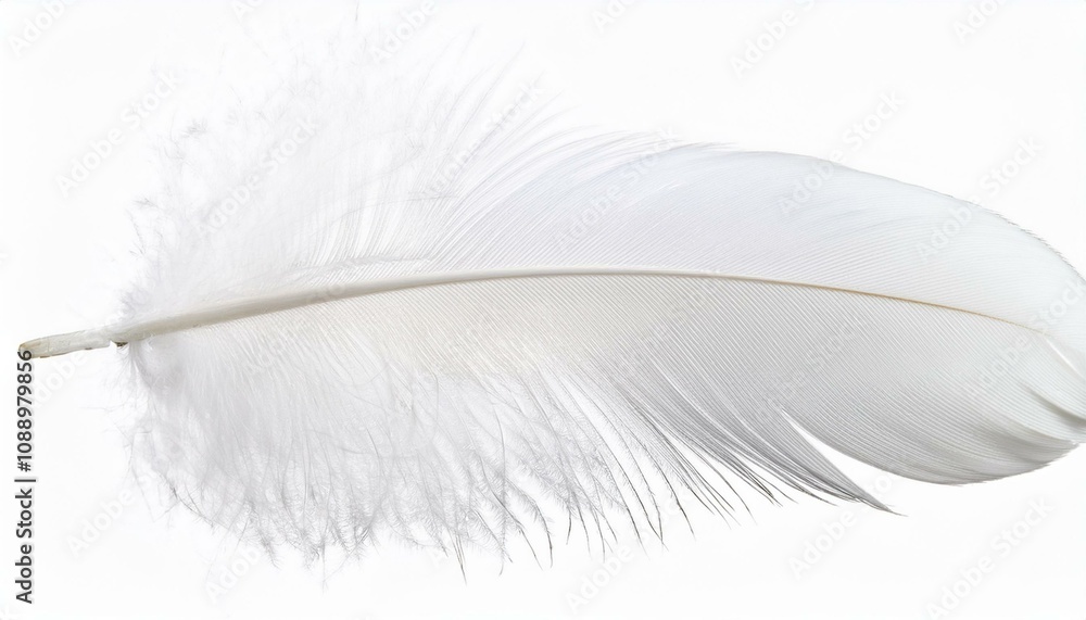 Fototapeta premium White feather on transparent background