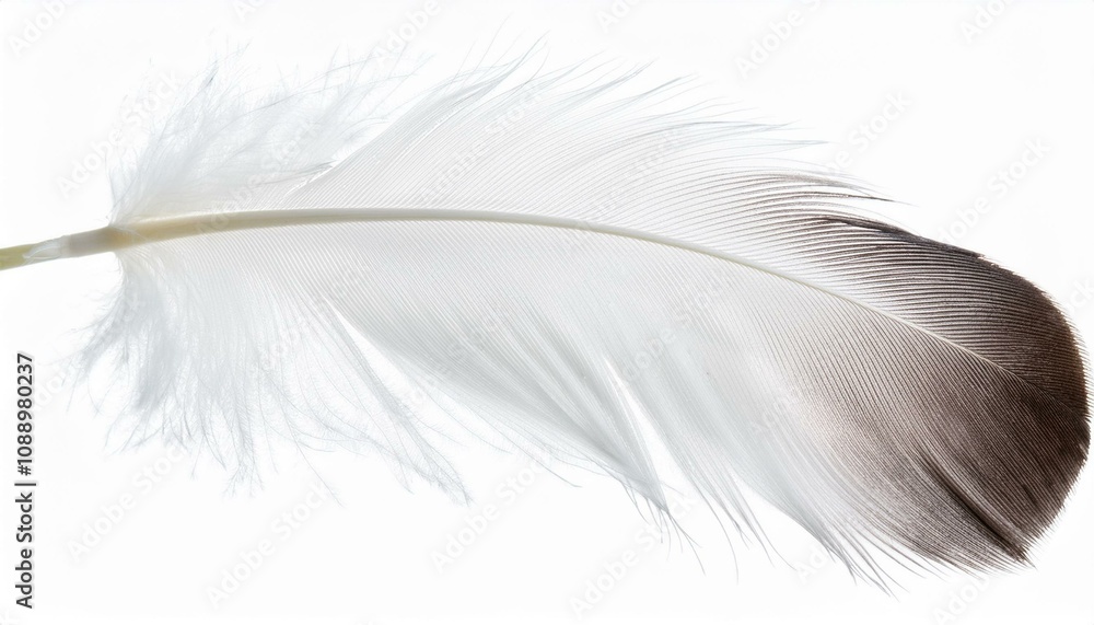 Fototapeta premium White feather on transparent background