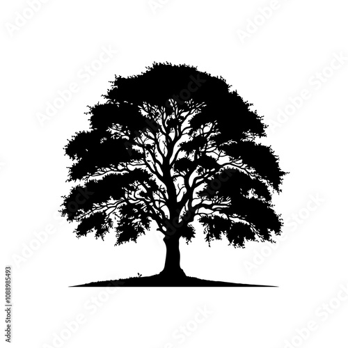 Elm Tree Silhouette. Vector Illustration of Elm Tree