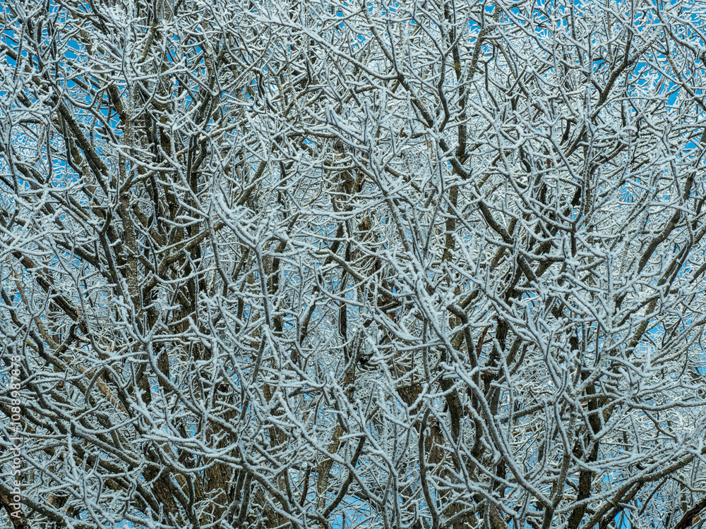 Frozen tree in a Sunny day in winter Frozen tree in a Sunny day in winter