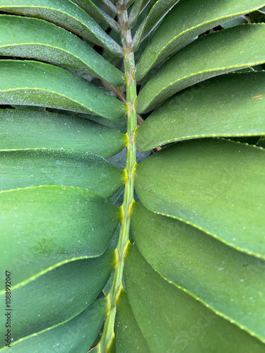 A cardboard palm or Zamia furfuracea green leaf close up as a natural background.Tropical plants concept.Selective focus. photo