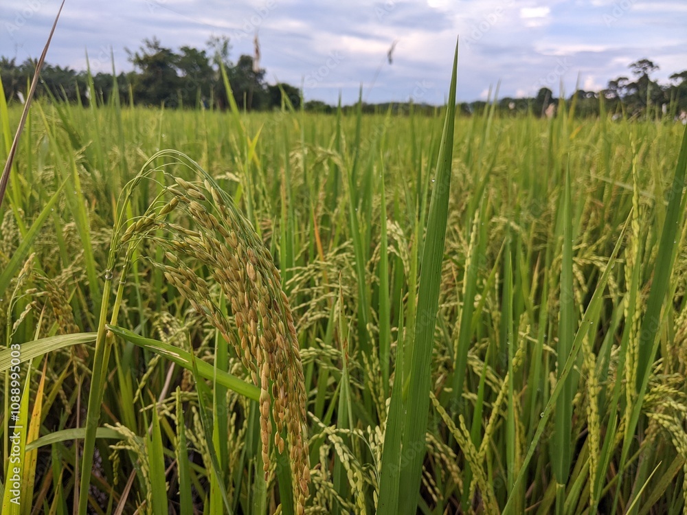 Obraz premium rice is starting to turn yellow