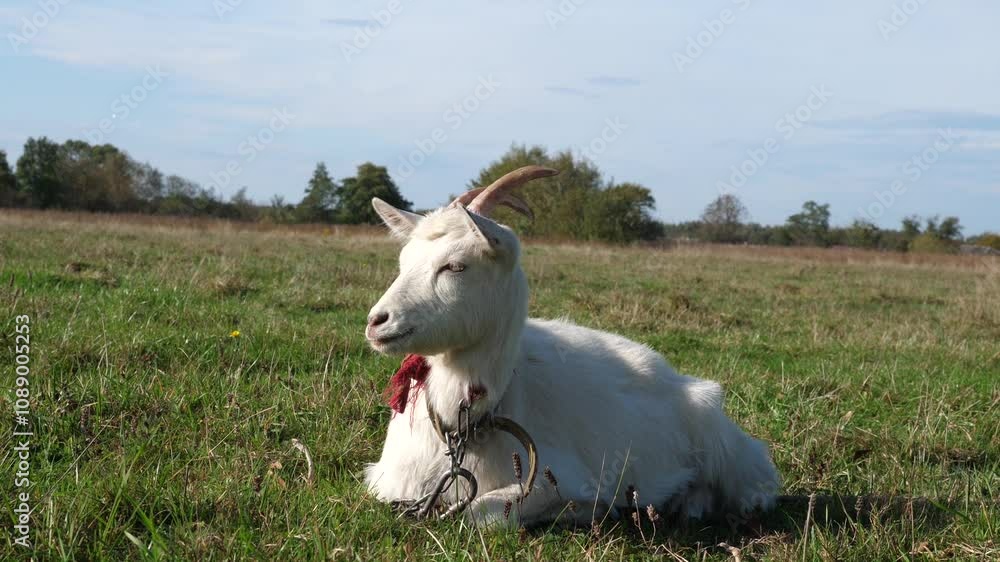 Goats graze on the meadow. Agriculture. Care of goats. Goats graze on the meadow. Agriculture. Care of goats.